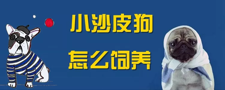 小沙皮狗怎么饲养