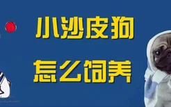 小沙皮狗怎么饲养