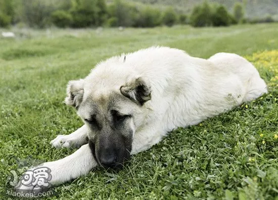 安纳托利亚牧羊犬怀孕饮食护理注意事项