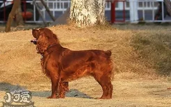 田野小猎犬趴下怎么训练 田野小猎犬躺下训练教程