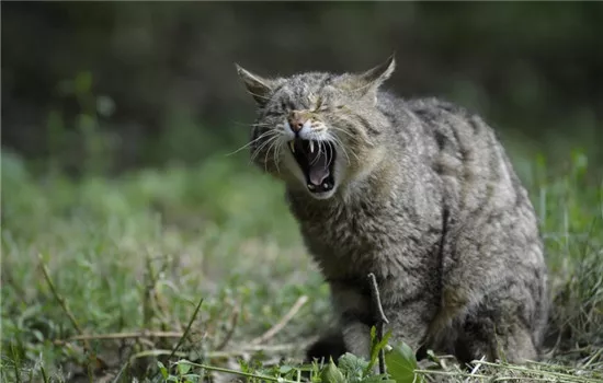 猫应激反应 猫咪应激反应有哪些症状