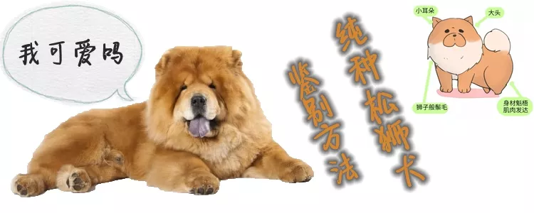 纯种松狮犬鉴别方法