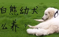 大白熊幼犬怎么养