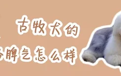 古牧犬的性格脾气怎么样