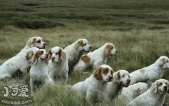 如何训练西班牙小猎犬站立 西班牙小猎犬站立训练