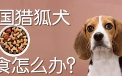 美国猎狐犬挑食怎么办