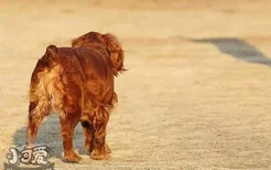 怎么训练田野小猎犬站立 田野小猎犬站立训练心得