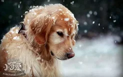 金毛犬什么时候发情 金毛寻回犬发情时间介绍