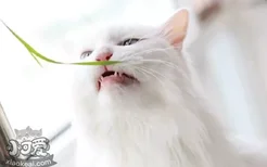 猫异食癖怎么解决 猫异食癖是缺什么吗？