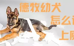 德牧幼犬怎么训练上厕所