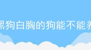 黑狗白胸的狗能不能养