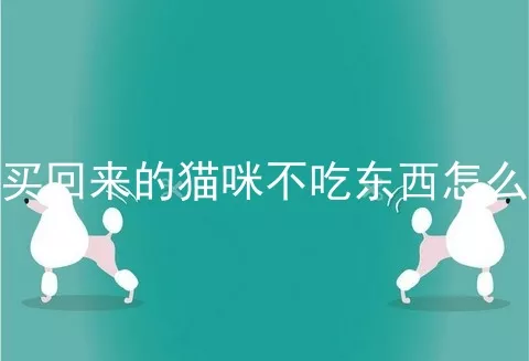 刚买回来的猫咪不吃东西怎么办