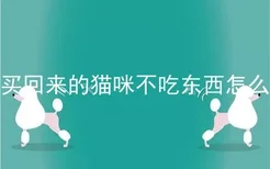 刚买回来的猫咪不吃东西怎么办