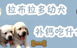 拉布拉多幼犬补钙吃什么好