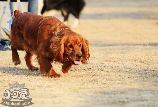 田野小猎犬坏习惯怎么纠正 田野小猎犬坏习惯纠正技巧1