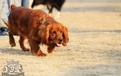 田野小猎犬坏习惯怎么纠正 田野小猎犬坏习惯纠正技巧