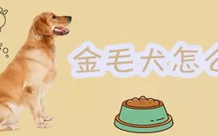 金毛犬怎么养