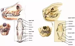 怎么看狗狗年龄大小 狗狗的牙齿是关键