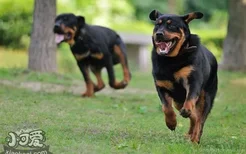 罗威纳犬怎么训练看家 罗威纳犬看家训练