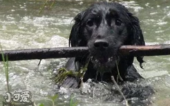 平毛寻回犬白内障症状是什么 平毛寻回猎犬白内障治疗方法