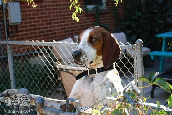 怎么训练树丛浣熊猎犬站立 树丛浣熊猎犬站立训练