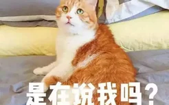 养橘猫注意事项 十只橘猫九只渣是有原因的