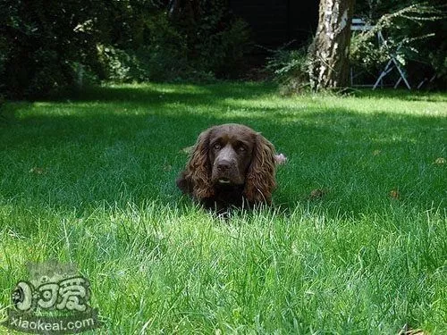 怎么训练苏塞克斯猎犬随行 苏塞克斯猎犬随行训练