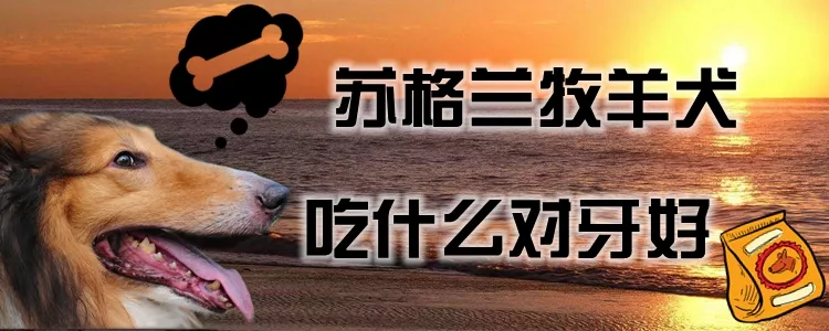 苏格兰牧羊犬吃什么对牙好