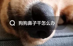 狗鼻子干怎么办