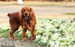 如何训练田野小猎犬不乱咬人 田野小猎犬咬人纠正方法