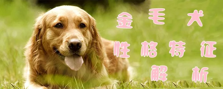 金毛犬性格特征解析1