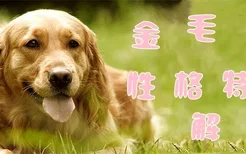 金毛犬性格特征有哪些