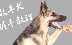 德国牧羊犬训练握手教程