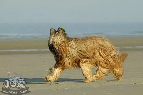 布雷猎犬坏习惯怎么纠正 伯瑞犬坏习惯纠正技巧1