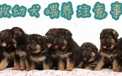 德牧幼犬喂养注意事项