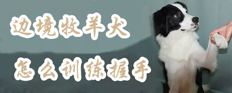 边境牧羊犬怎么训练握手1