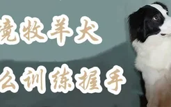 边境牧羊犬怎么训练握手