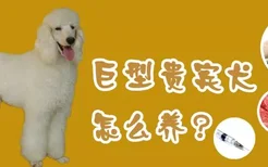 巨型贵宾犬怎么养