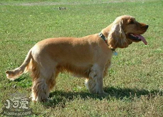 田野小猎犬有牙结石怎么办 田野小猎犬牙结石预防治疗方法1