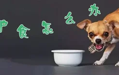 狗狗护食怎么办