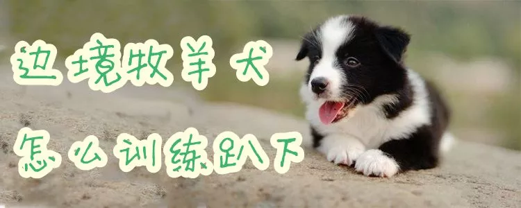 边境牧羊犬怎么训练趴下