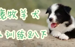 边境牧羊犬怎么训练趴下