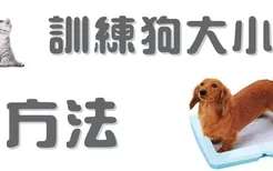 训练狗大小便方法