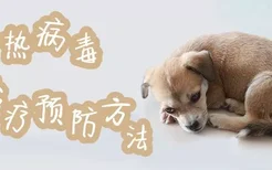 犬瘟热病毒治疗预防方法