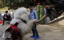 贵宾犬怀孕注意事项 贵宾犬怀孕要注意什么