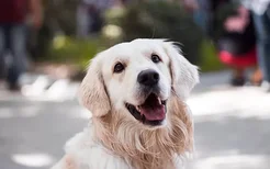 老年犬食欲不好吃什么 三个技巧提高狗狗食欲