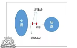 猫剪脐带教程 教你如何接生小猫