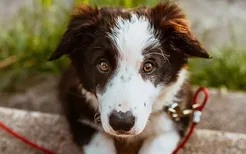 赛级犬吃什么狗粮 教你怎么给狗狗换食