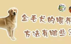 金毛犬的喂养方法有哪些