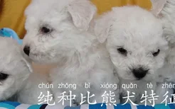 纯种比熊犬特征详解